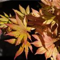 Acer shirasawanum 'Autumn Moon'