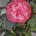 Camellia japonica