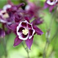 Aquilegia caerulea