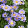 Aster dumosus