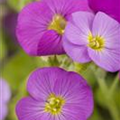 Aubrieta gracilis 'Florado Rose Red'