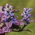 Ajuga reptans 'Rainbow'