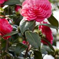 Camellia japonica 'April Dawn'