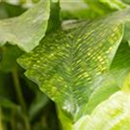 Calathea musaica 'Network'