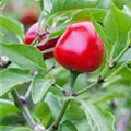 Capsicum annuum cerasiforme