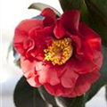 Camellia japonica 'Bob Hope'