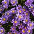 Aster dumosus 'Blaue Lagune'