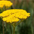 Achillea filipendulina