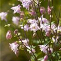 Aquilegia vulgaris