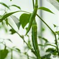 Capsicum annuum 'De Cayenne'