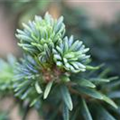 Abies balsamea 'Piccolo'