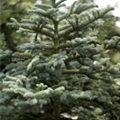 Abies concolor