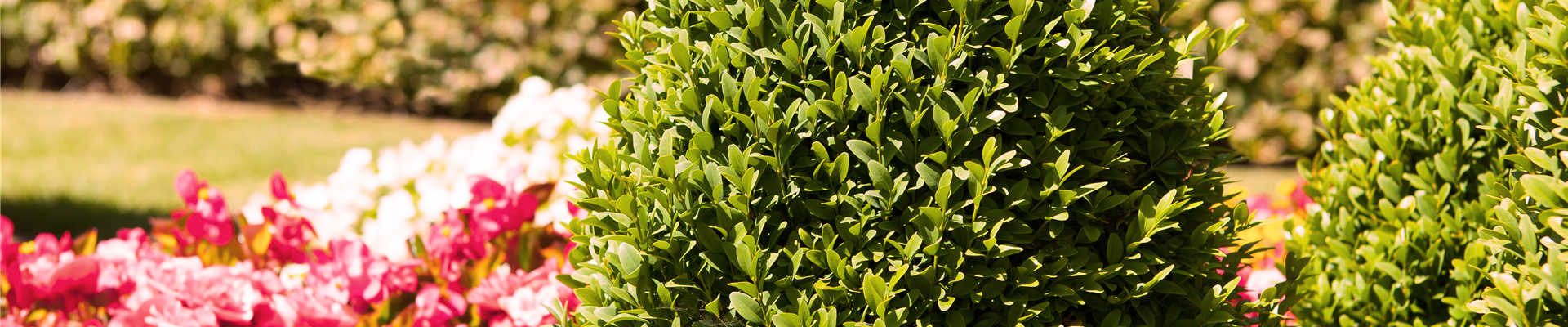 Buxus sempervirens var