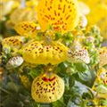 Calceolaria