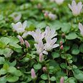 Anagallis tenella