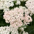 Achillea millefolium 'Apfelblüte'