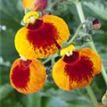 Calceolaria calynopsis