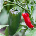 Capsicum annuum 'Jalapeno'