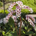 Bergenia cordifolia