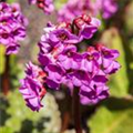 Bergenia cordifolia 'Rotblum'