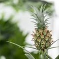 Ananas comosus 'Corona'