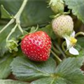 Fragaria x ananassa 'Mieze Schindler'