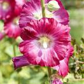 Alcea rosea