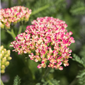 Achillea millefolium 'Desert Eve'