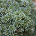 Abies koreana 'Blauer Eskimo'