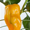 Capsicum annuum 'Mohawk F1'