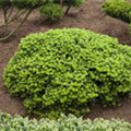 Abies koreana 'Brillant'