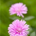 Aster novi-belgii, rosa