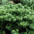 Abies koreana 'Cis'