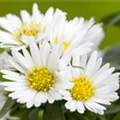 Aster dumosus, weiß