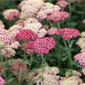 Achillea millefolium 'Paprika'