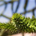 Araucaria araucana