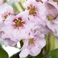 Bergenia cordifolia 'Harzkristall'