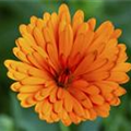 Calendula officinalis, gefüllt