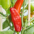 Capsicum annuum Pick & Joy®