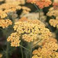 Achillea millefolium 'Terracotta'