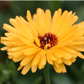 Calendula officinalis, gelb