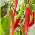 Capsicum annuum Pick a Hot®