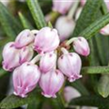 Andromeda polifolia 'Glauca'