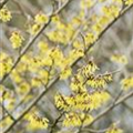 Hamamelis x intermedia 'Arnold Promise'