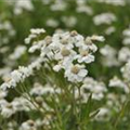 Achillea ptarmica