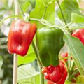 Capsicum annuum 'Pick a Pep'®