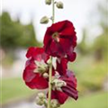 Alcea rosea, rot