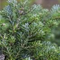 Abies koreana 'Silberperl'