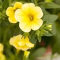 Calibrachoa 'Celebration'®