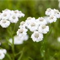 Achillea ptarmica 'Gypsy'